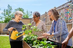 Three senior women gardening in raised bed
