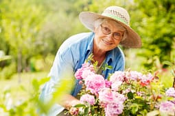 Senior woman gardening among blooming pink roses