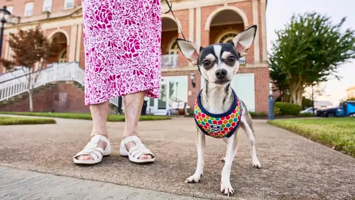 Chihuahua in colorful harness on sidewalk outdoors