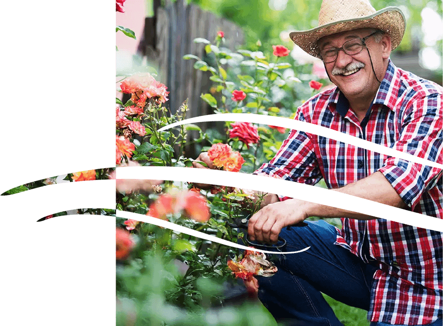 Smiling man pruning roses in garden